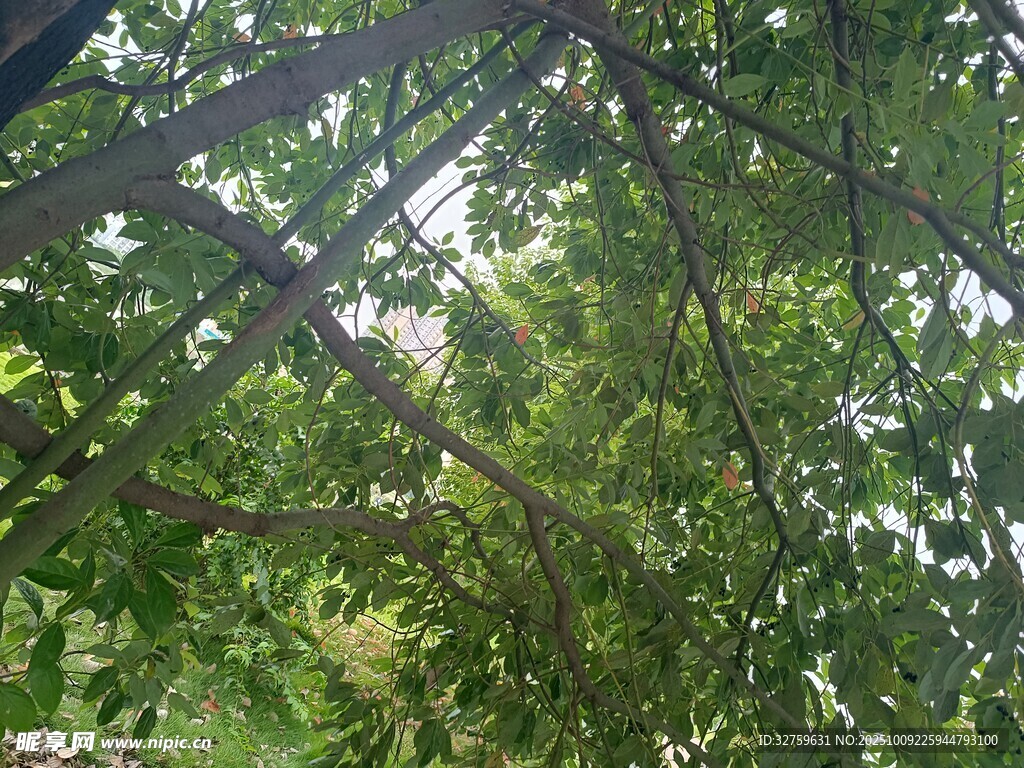 透过枝叶见天光