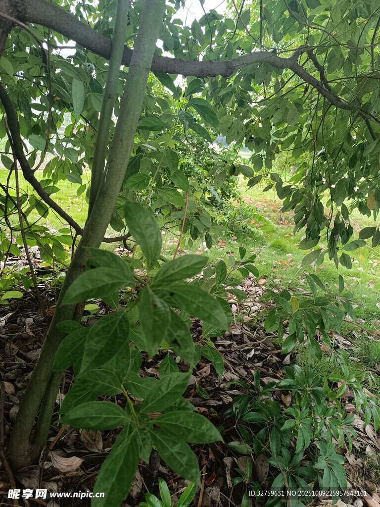 林间绿意盎然的繁茂景象