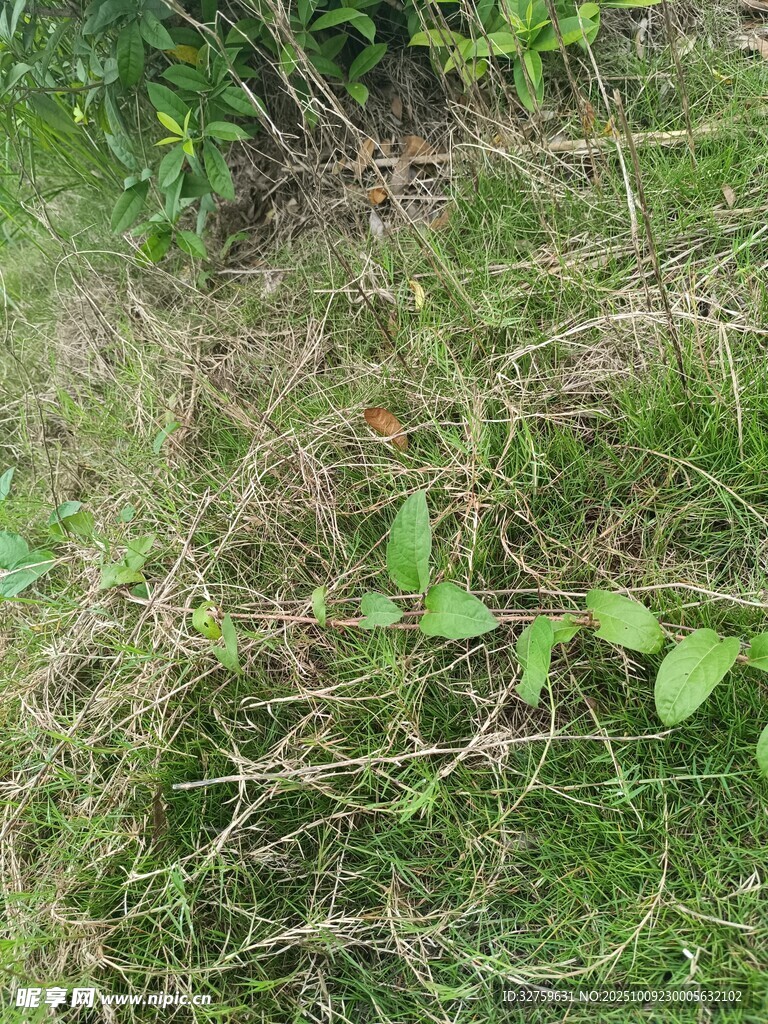 地面上的绿色杂草植物