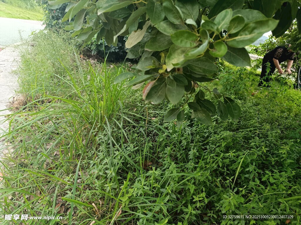 路边绿植下的小狗