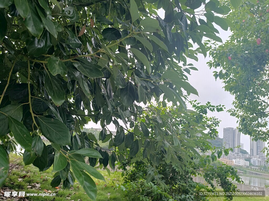 绿叶繁茂的自然景致