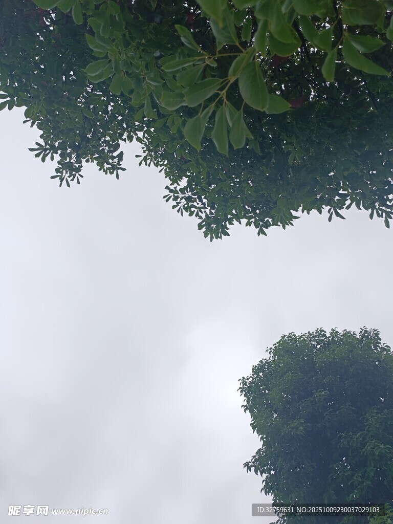 仰视绿树与天空