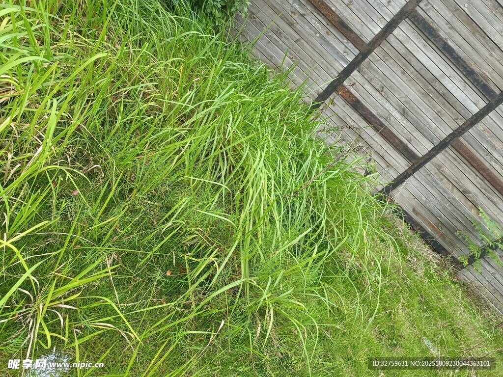 木栈道旁的翠绿青草