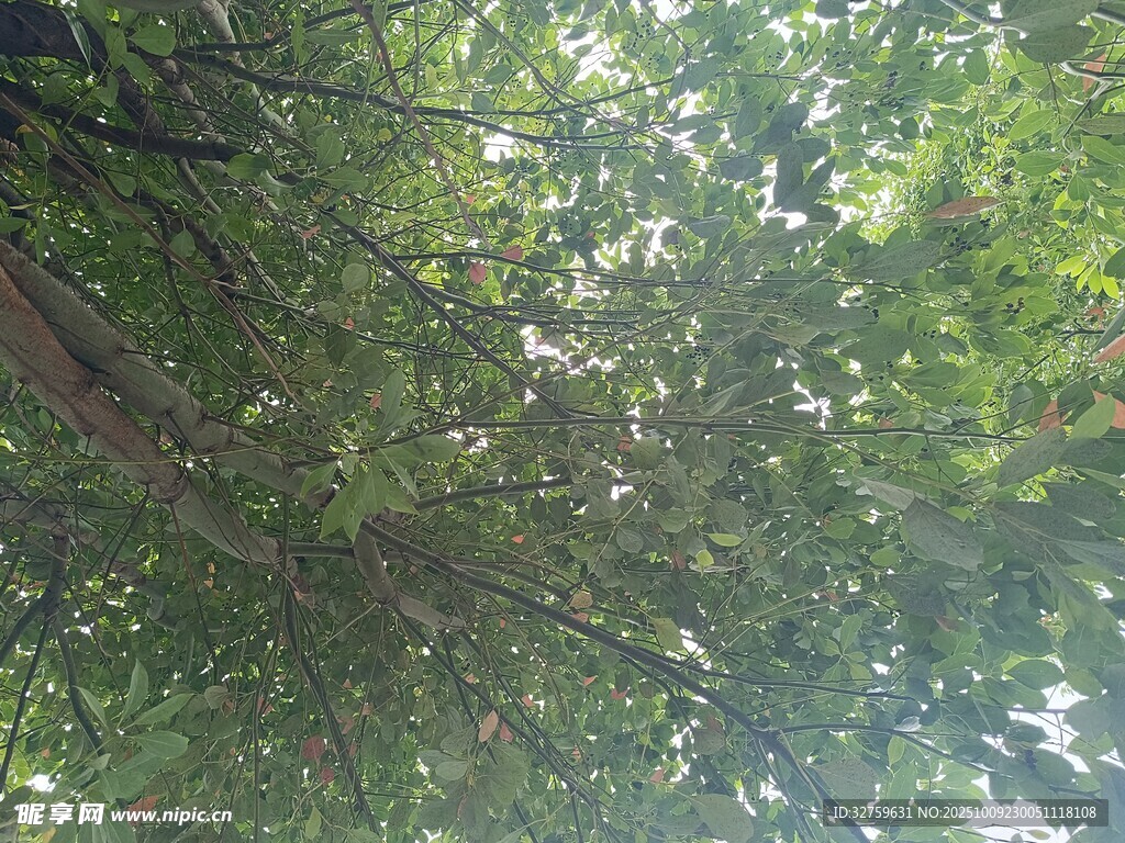 仰视茂密树林树冠