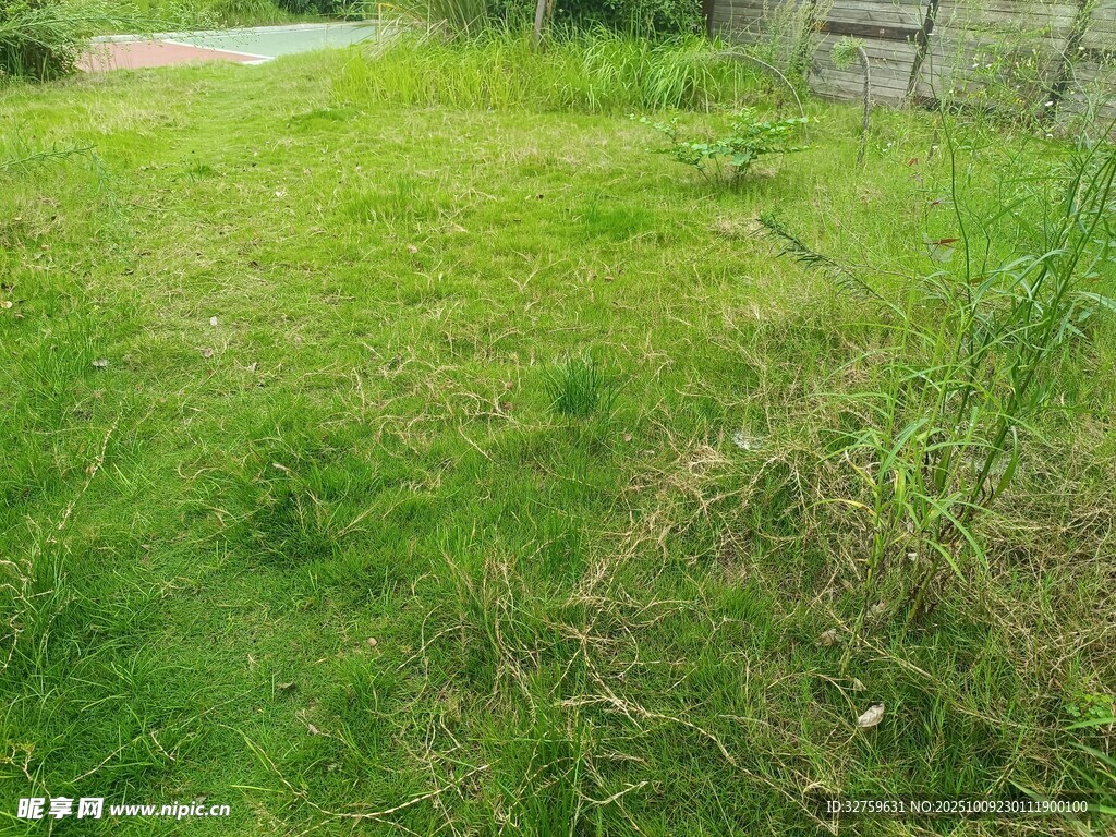 户外绿意盎然的草地场景