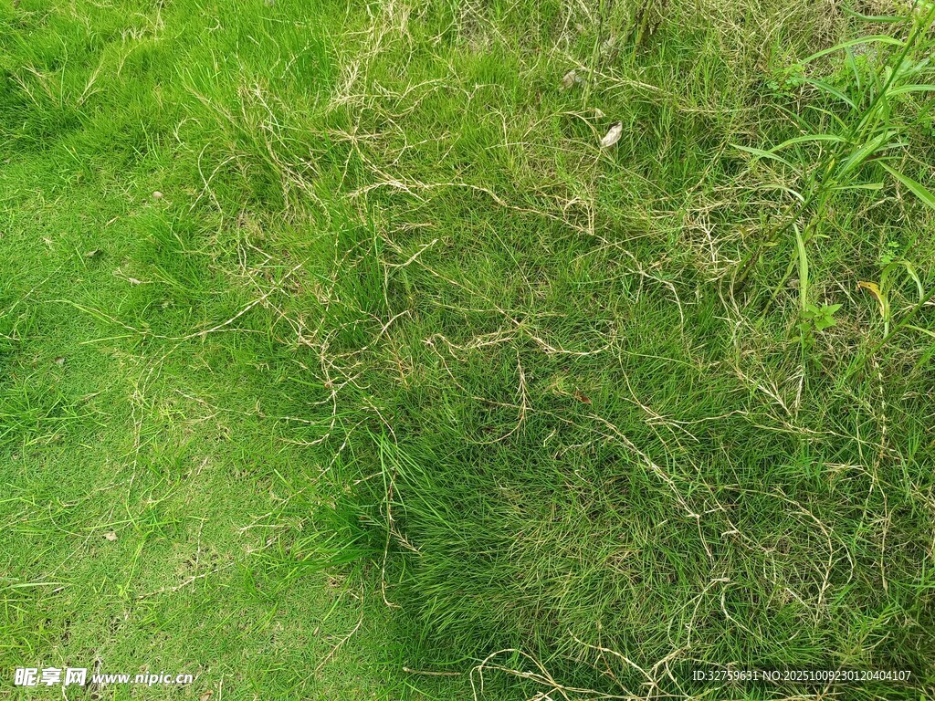 翠绿草地与茂盛杂草