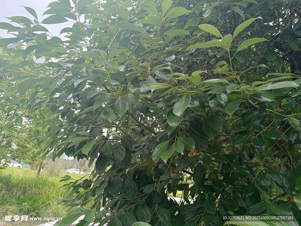 繁茂绿植 