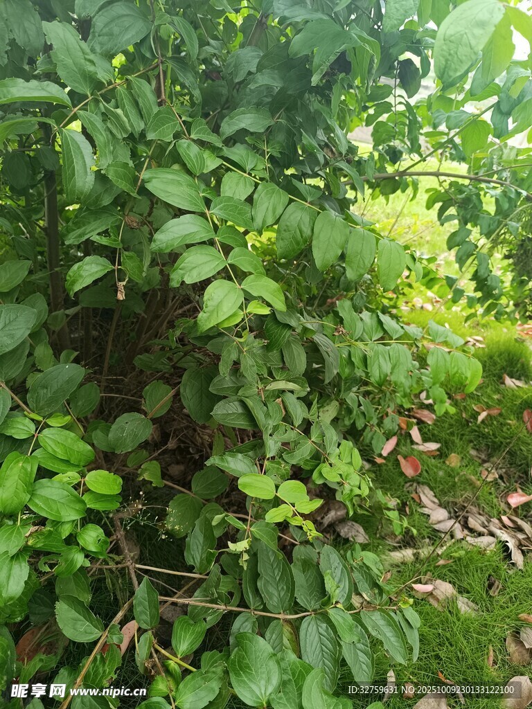 茂密绿植景观