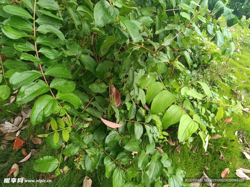 翠绿繁茂的植物枝叶