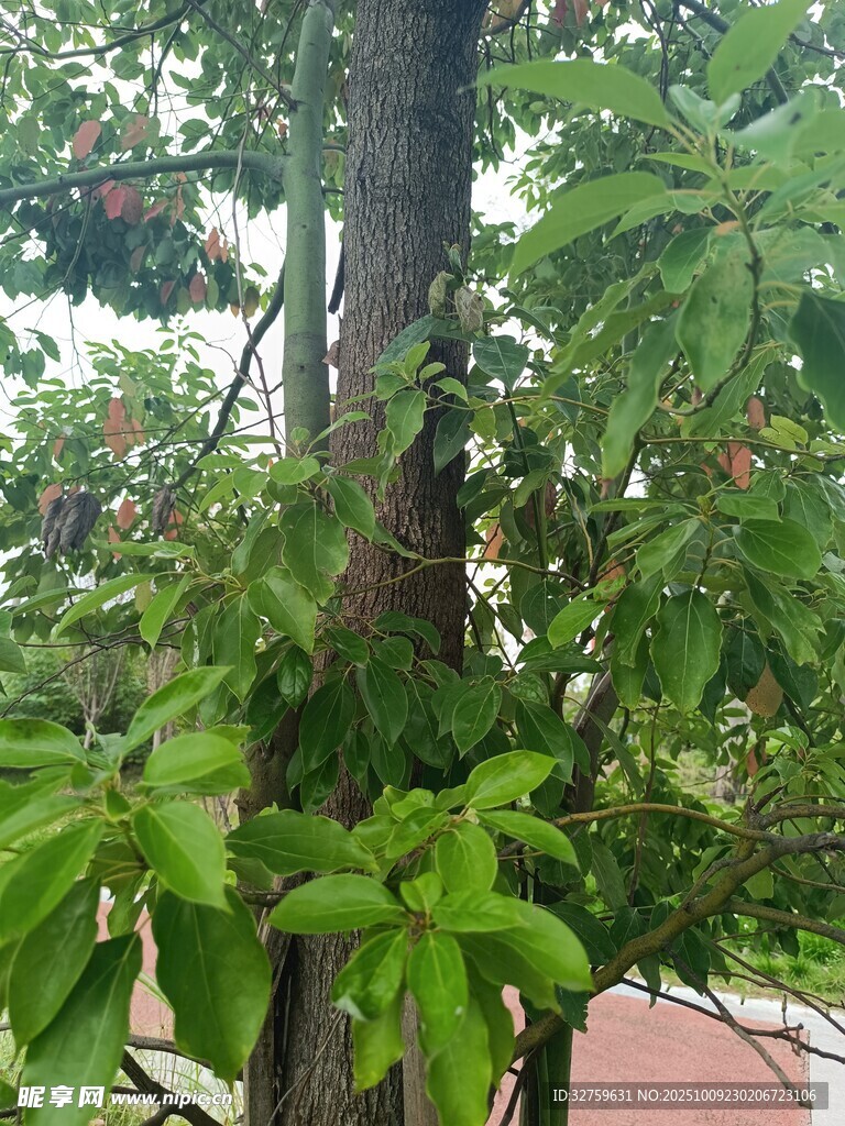 繁茂绿植缠绕树干景象