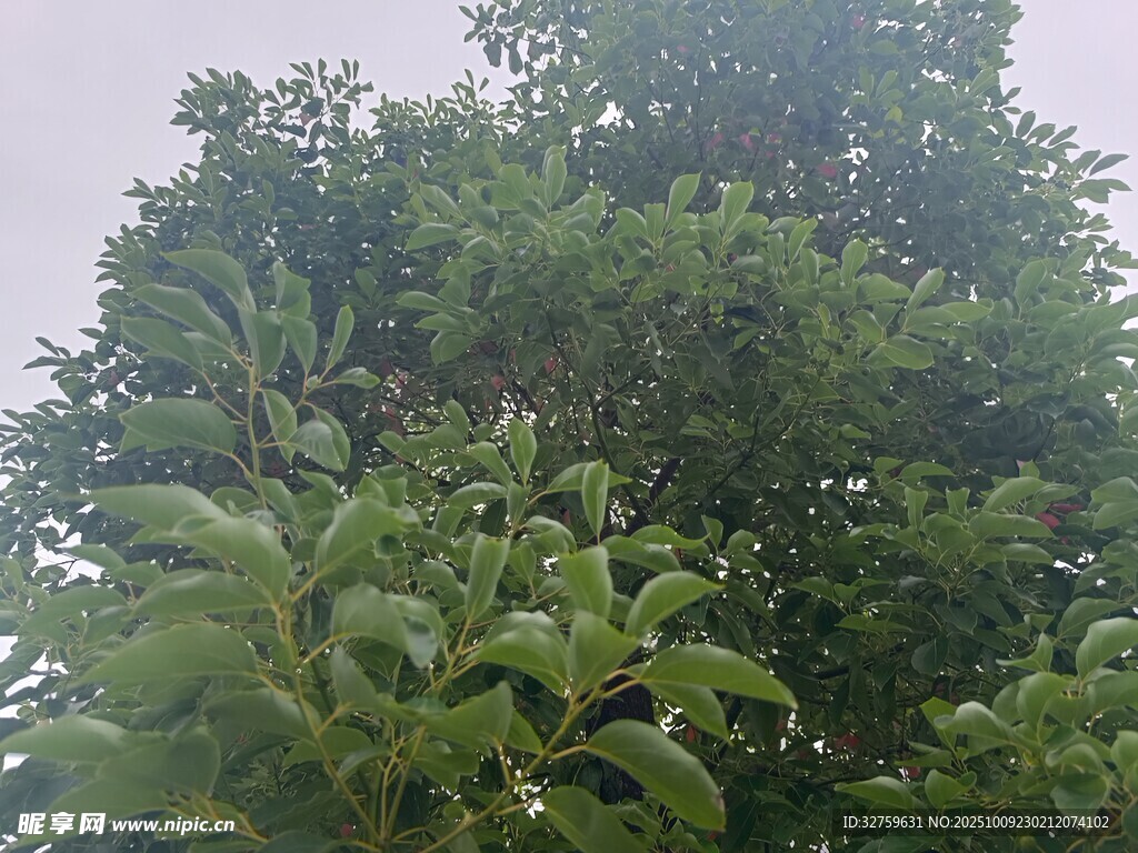 繁茂绿树 