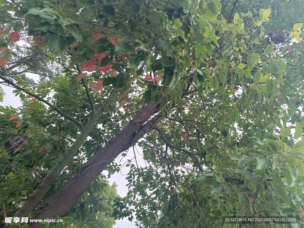 繁茂绿树间的自然景致