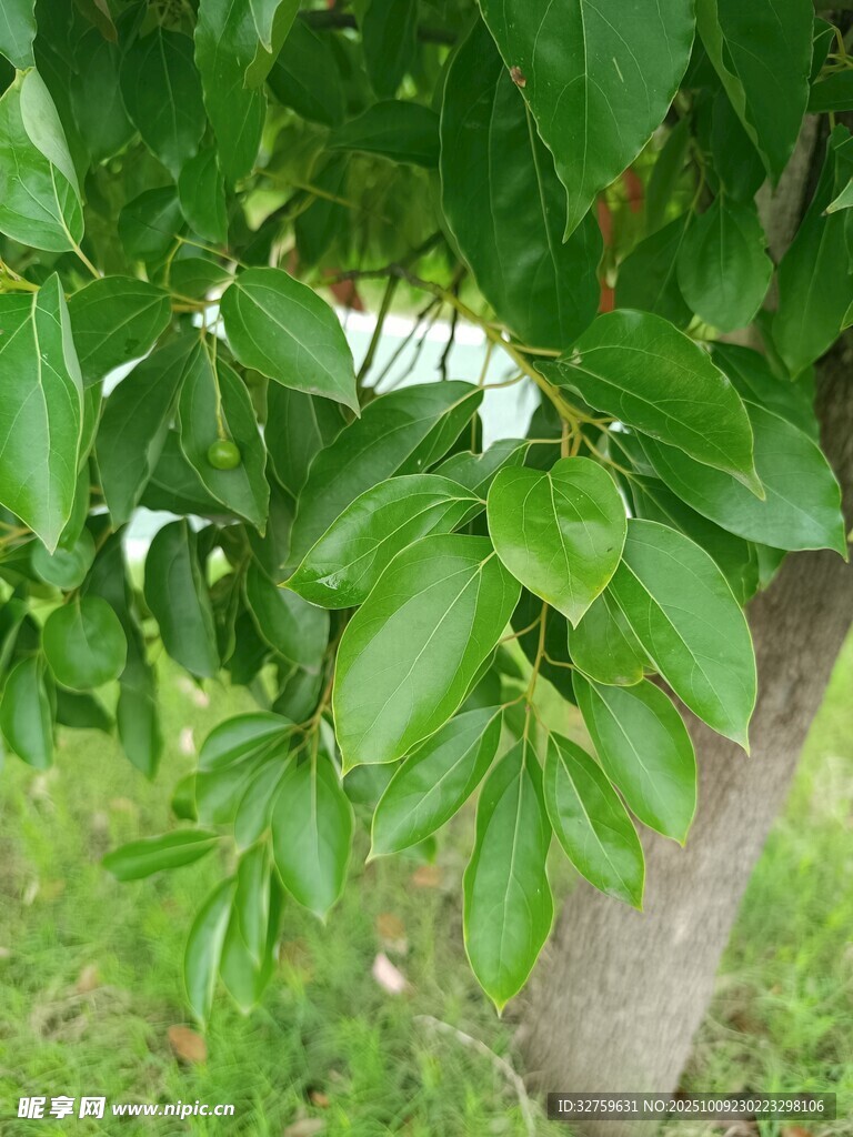 翠绿树叶繁茂的树木