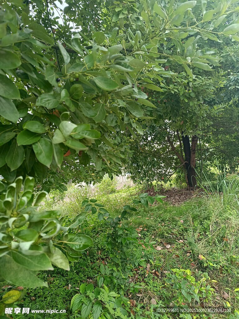 林间繁茂绿植景观