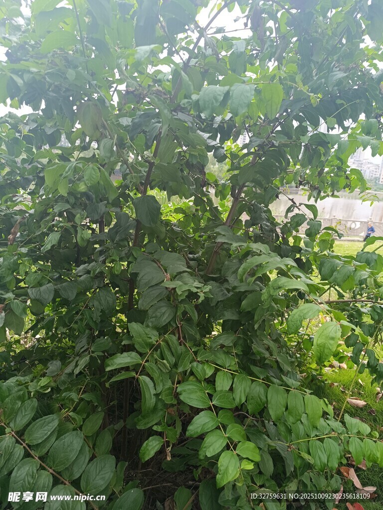 繁茂绿植景观