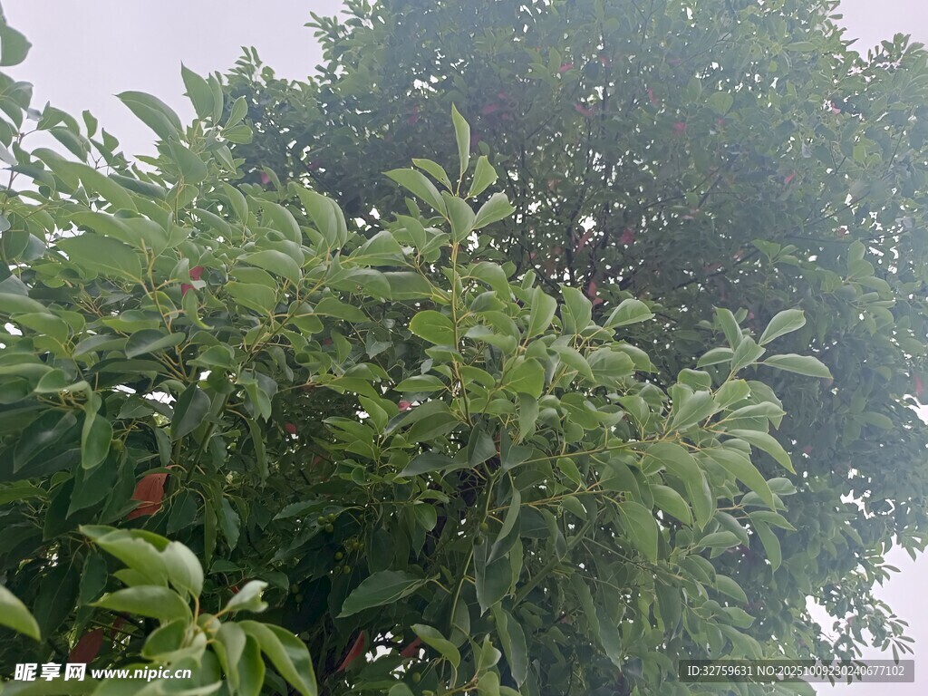繁茂绿树展现自然生机
