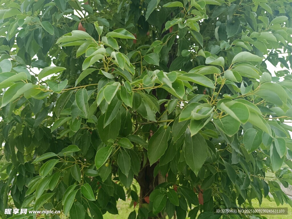 茂盛绿叶的树木