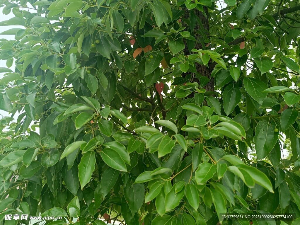 绿叶繁茂的果树