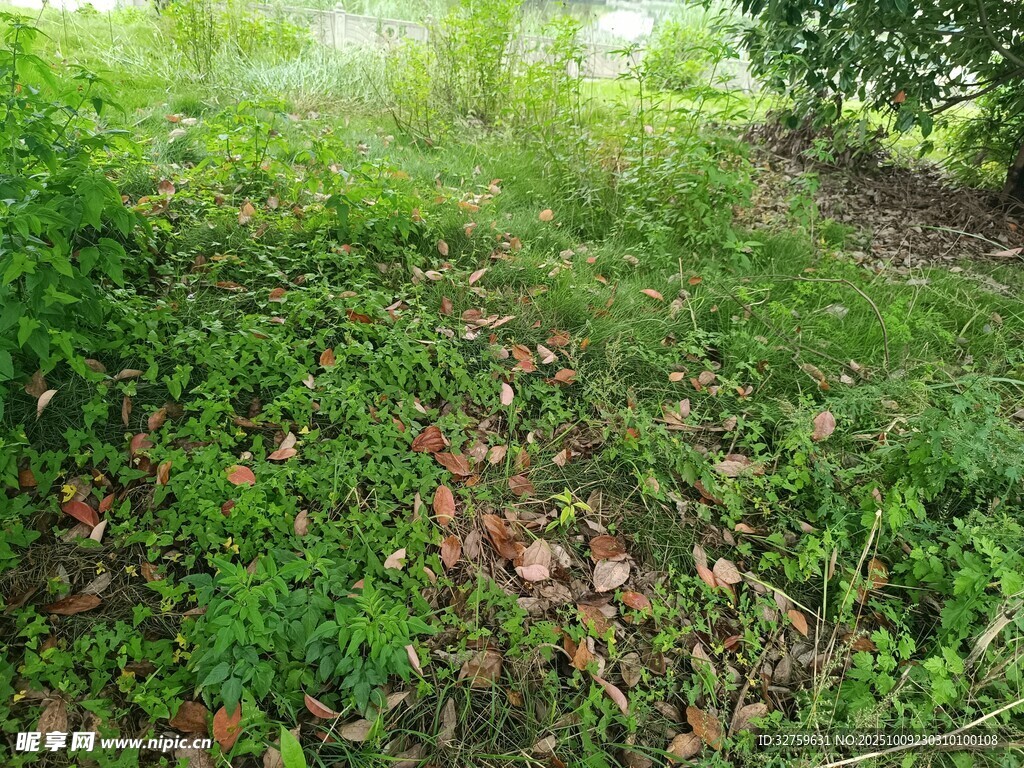 绿意盎然的野外草地场景