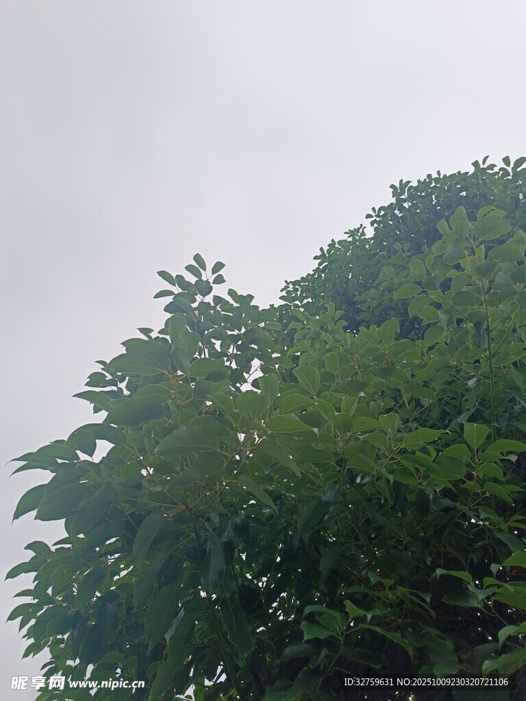 绿意盎然的树冠