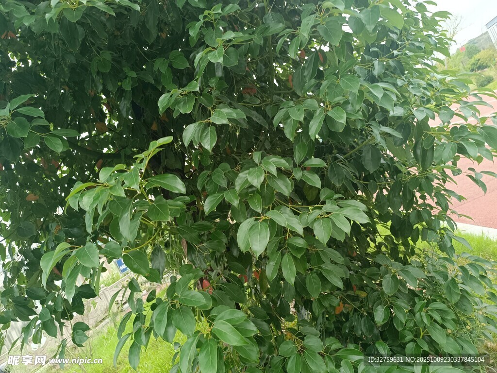 绿叶繁茂的植物景观