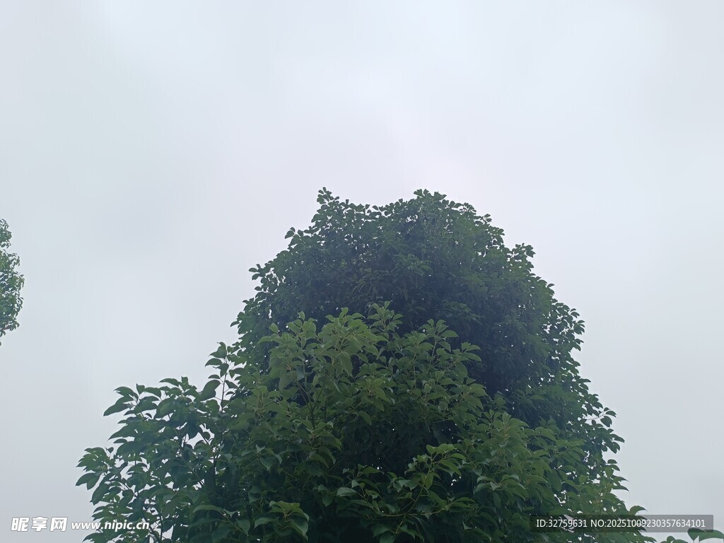仰视茂密绿树