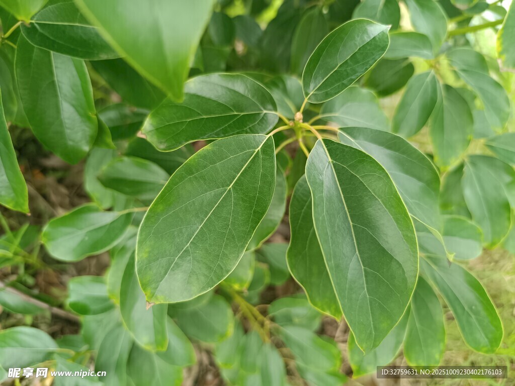 绿叶繁茂的植物特写