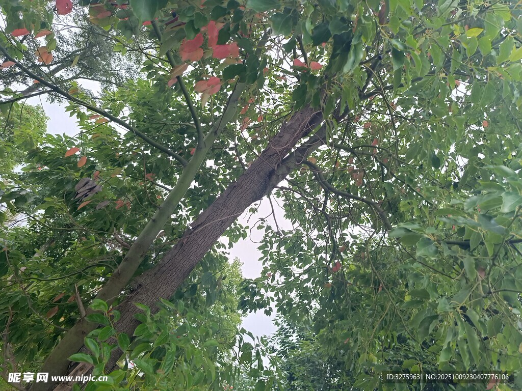 仰视繁茂绿树与红果