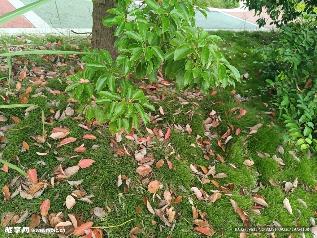 树下落叶与绿植景象