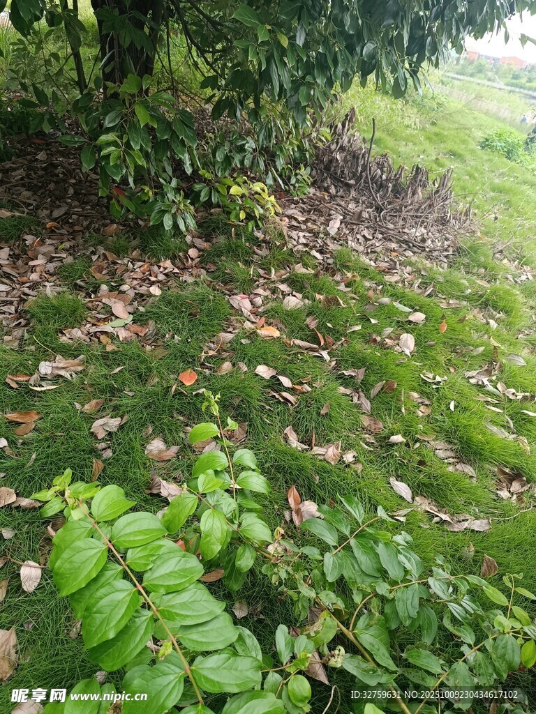 草地落叶旁的葱郁绿植