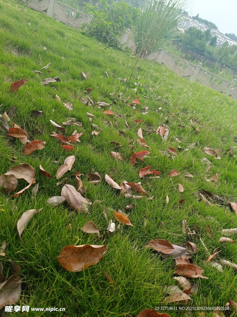 草地散落枯叶景象