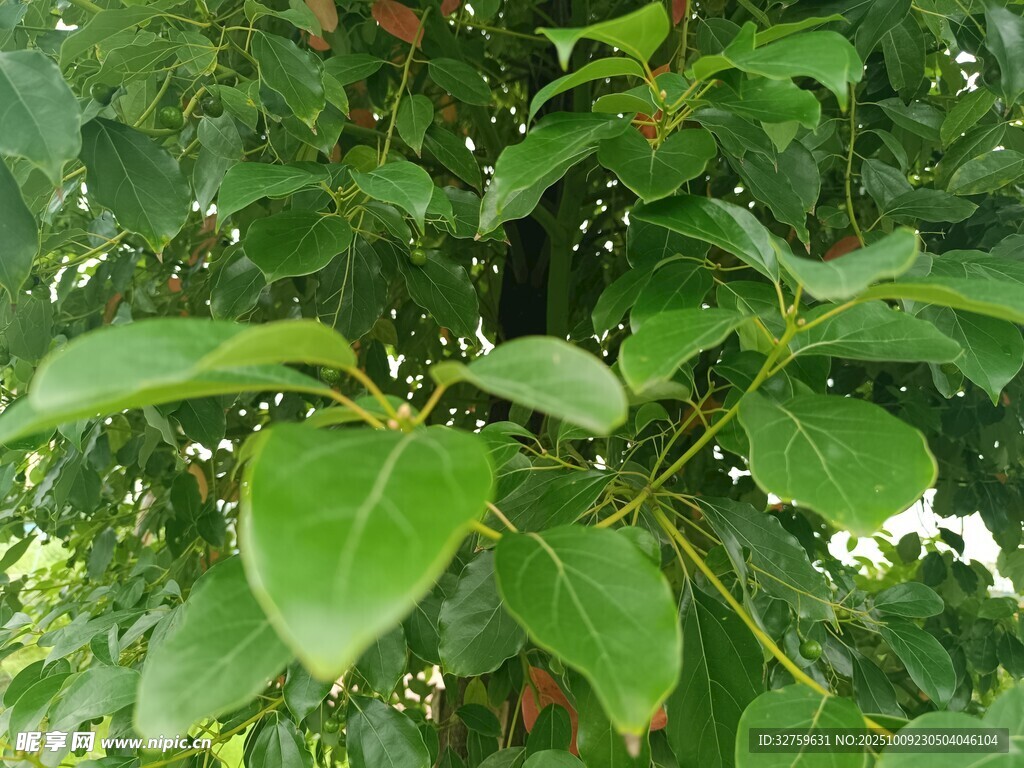 绿叶繁茂的植物景象