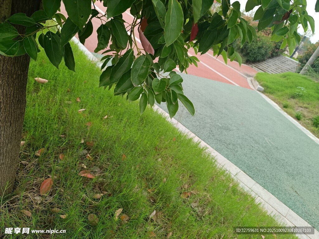 路边绿意盎然的小径