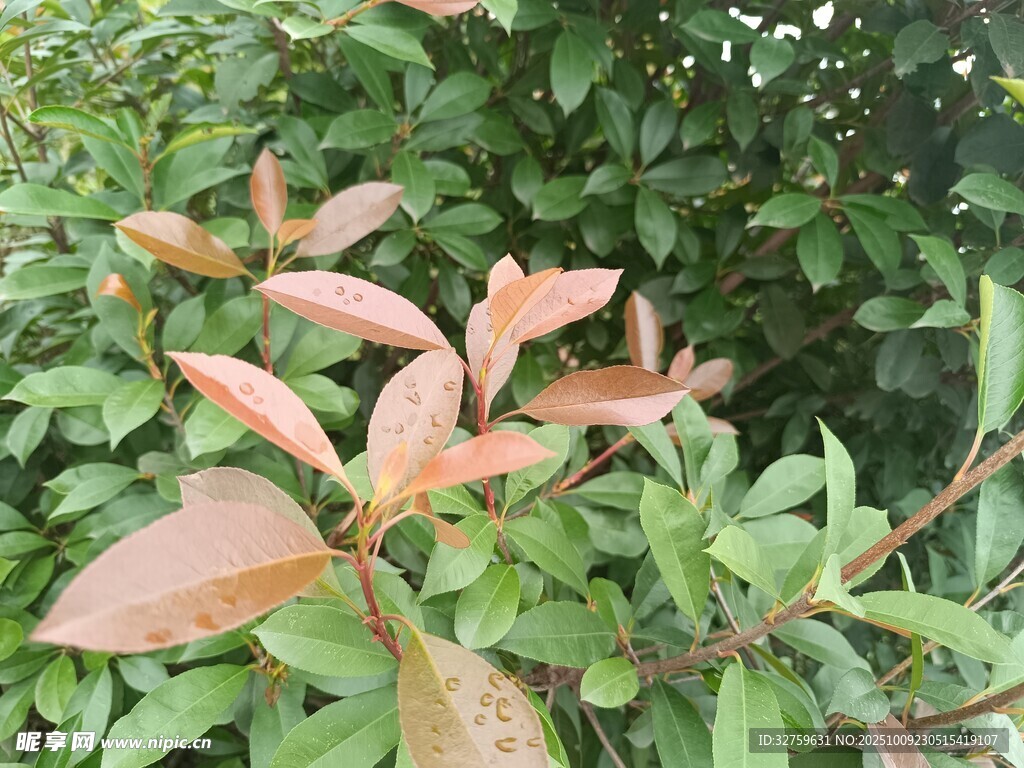 红叶绿叶交织的植物景观