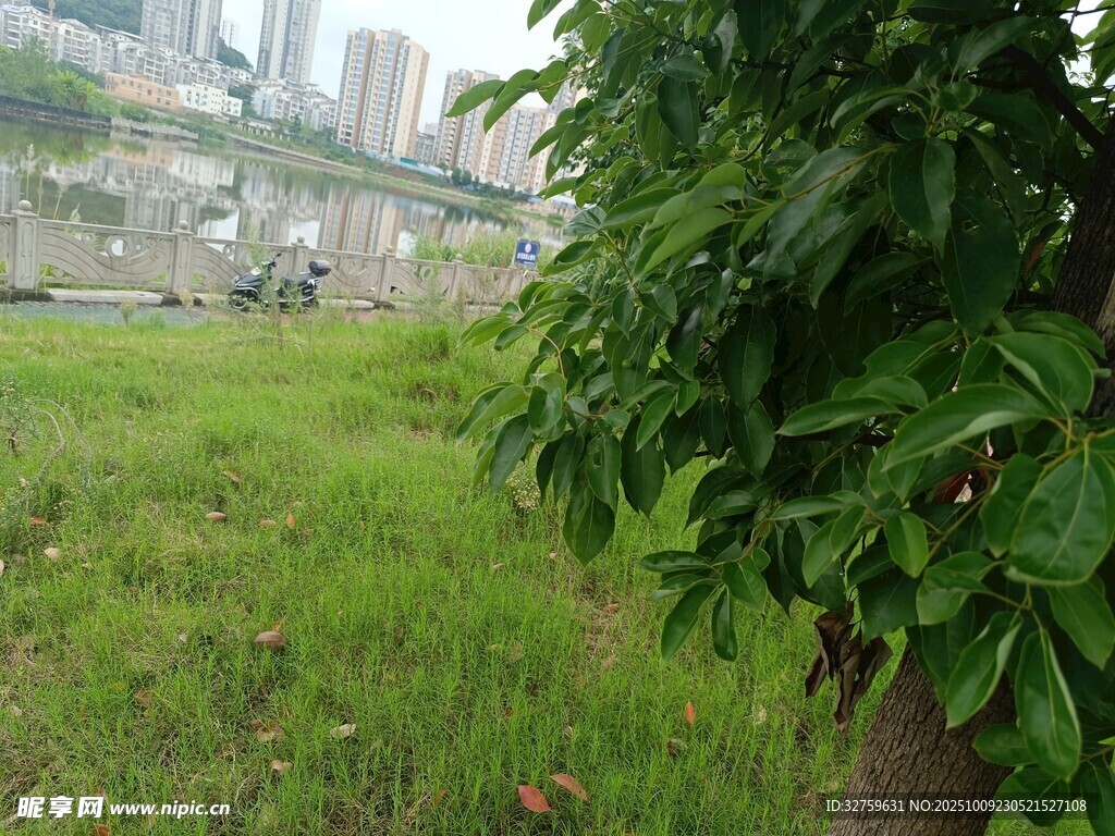 城市边的绿意草地