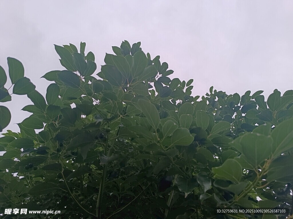 绿叶繁茂的树冠