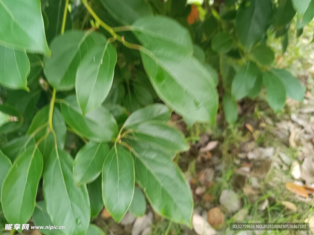 绿叶植物特写