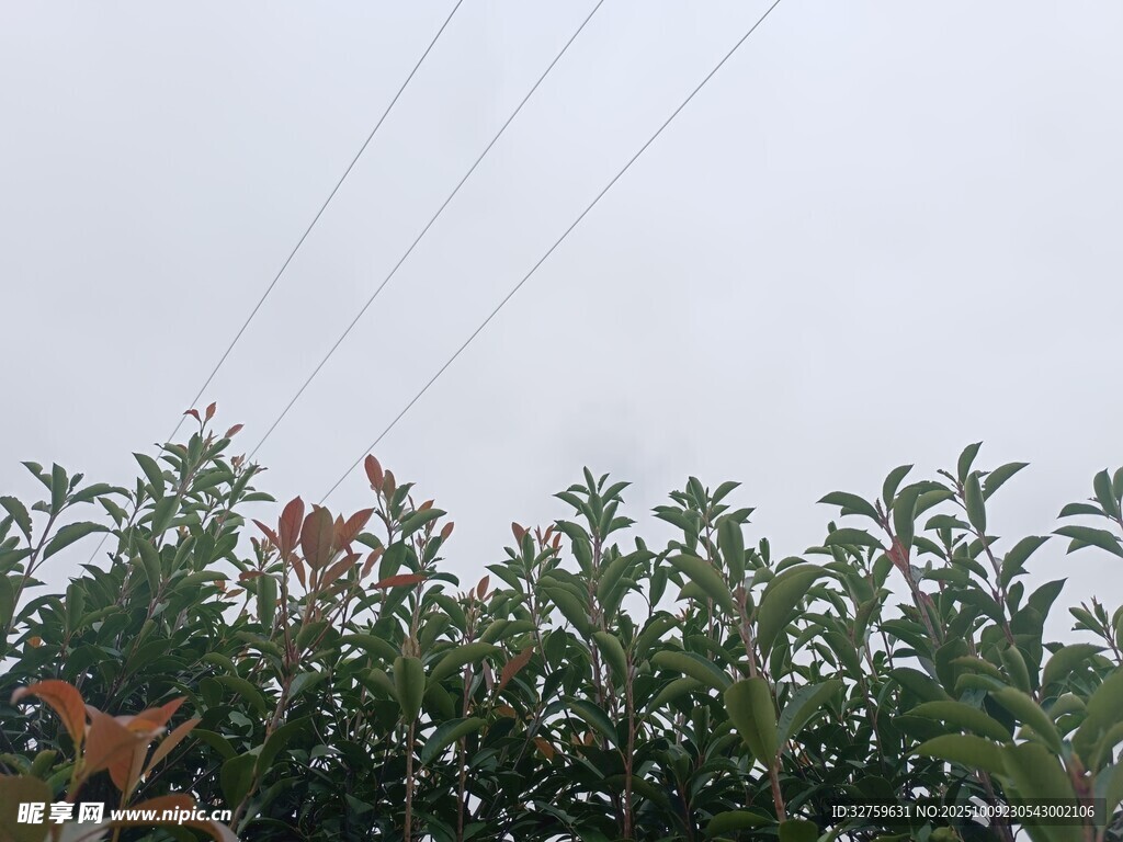 绿叶间的电线与斑驳枝叶