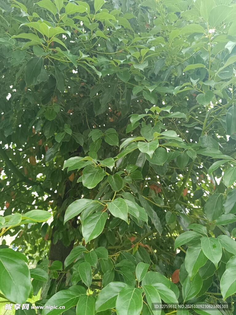 茂密绿叶植物景观