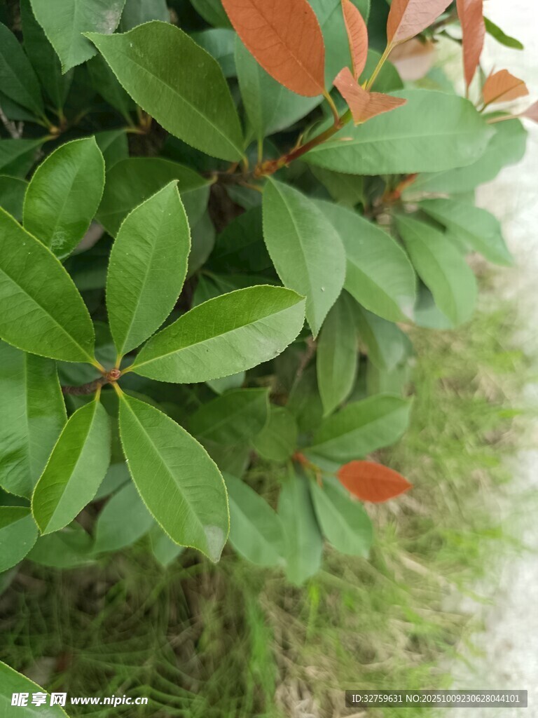 绿叶红梢植物特写