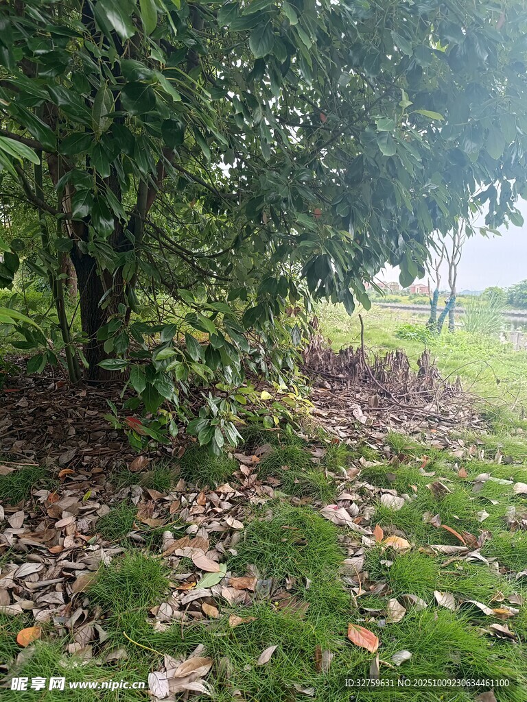 林间草地落叶自然景致