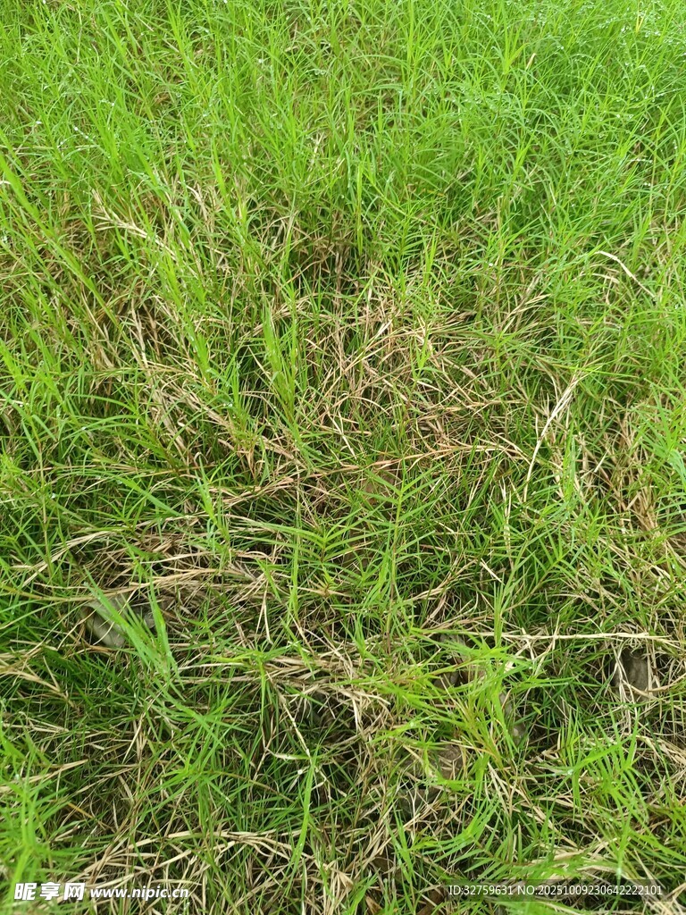 翠绿草地近景