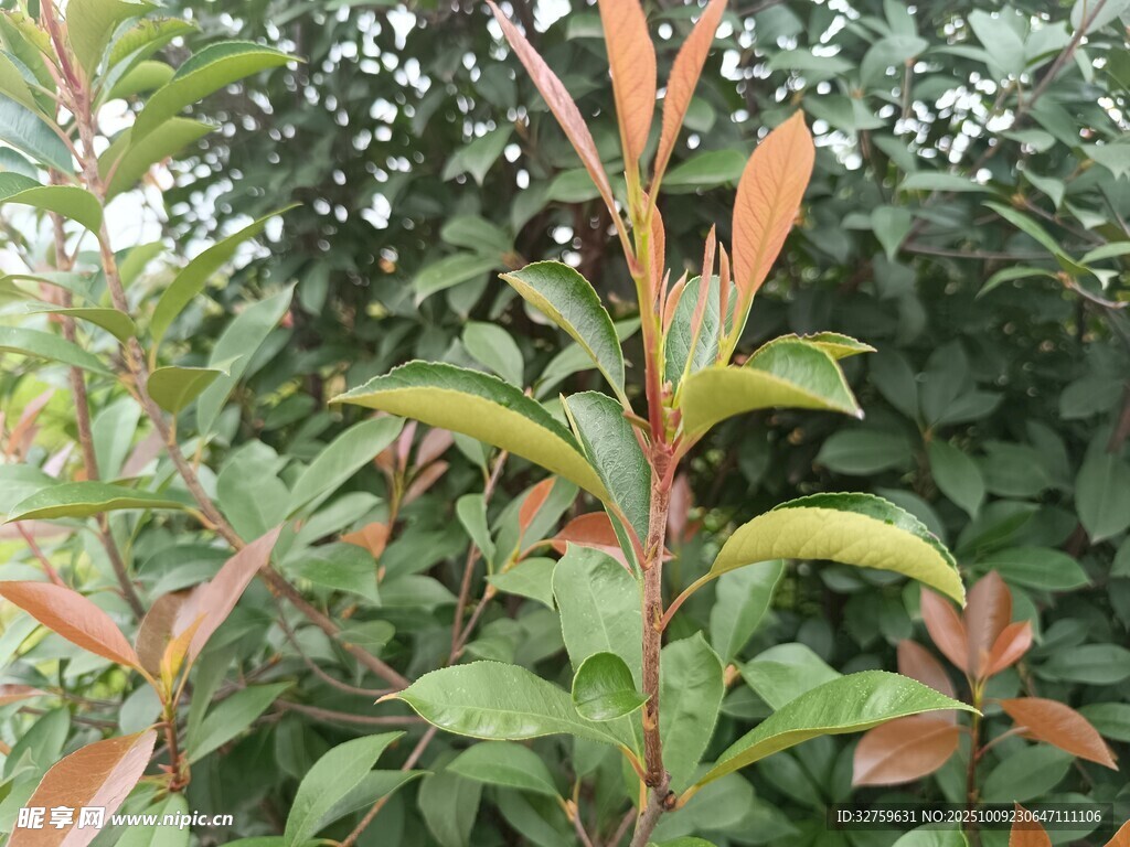 色彩斑斓的绿植景观