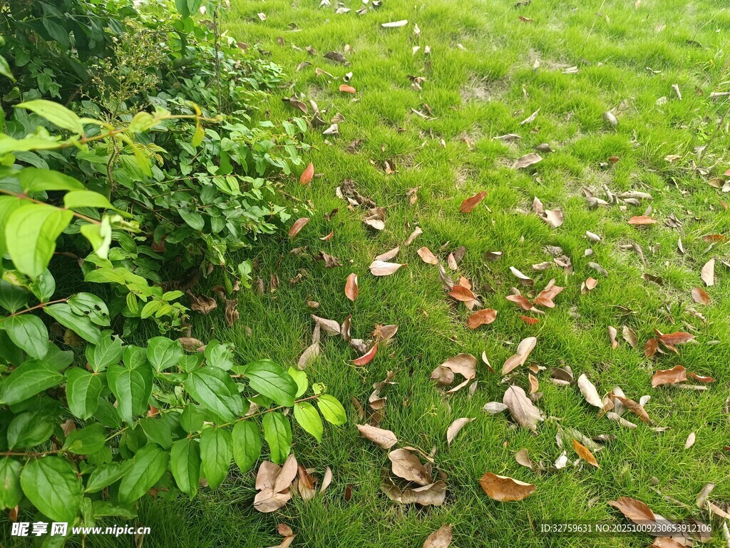 草地旁的绿植与散落枯叶