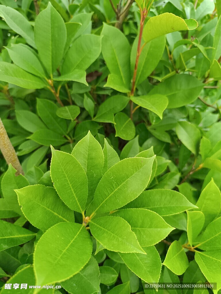 翠绿叶片植物特写