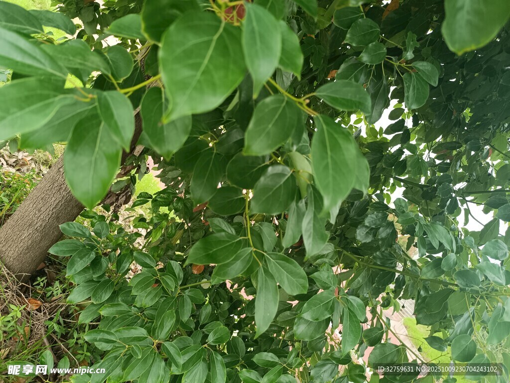 绿叶繁茂的树木景象