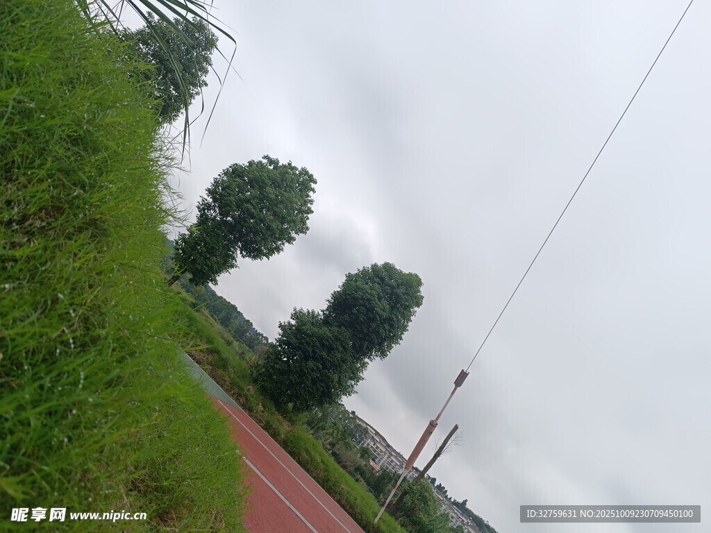 户外雨后的绿植与道路