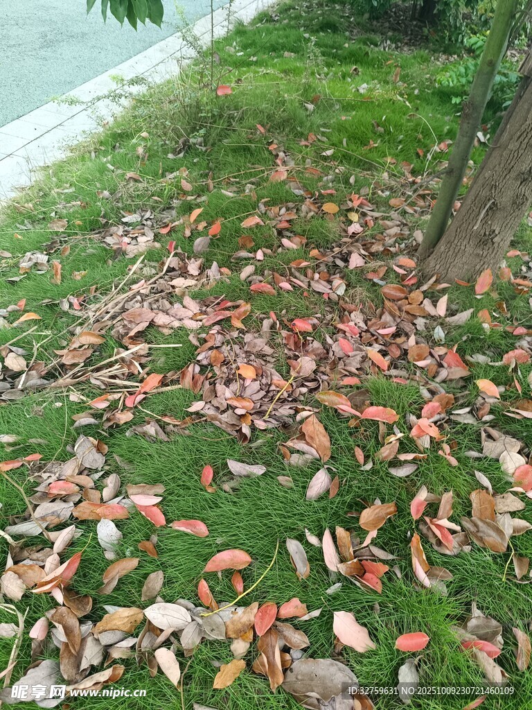 落叶铺地的绿意景致