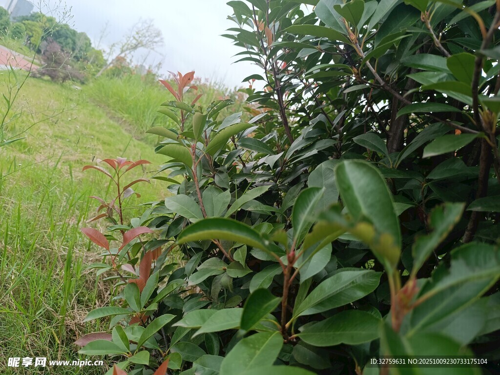 绿意盎然的植物与草地