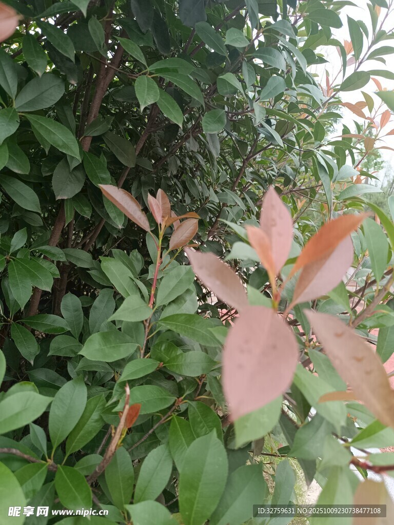 红绿叶植物特写